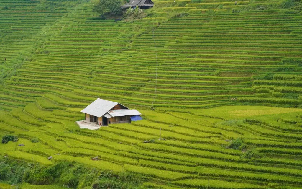 Sapa